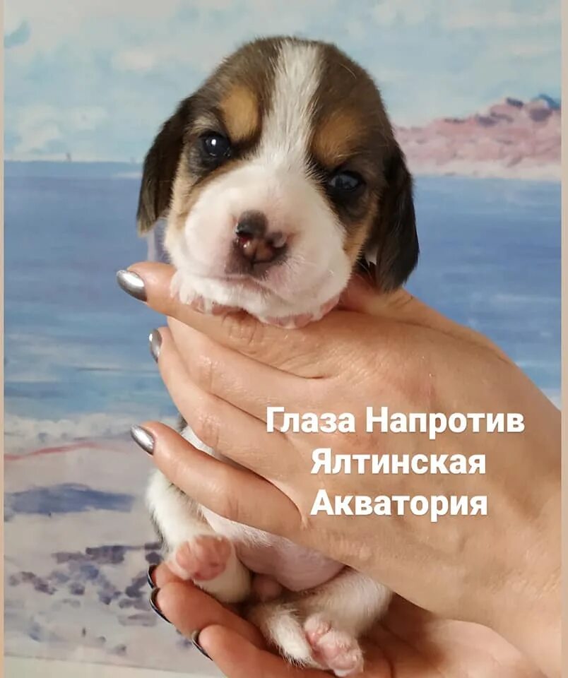 видео давай купим собачку