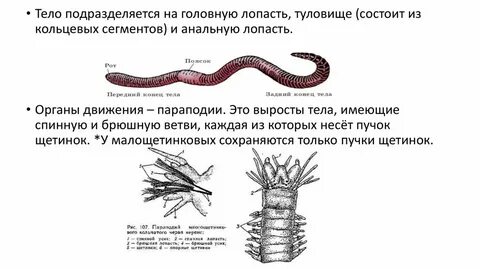 По бокам каждого сегмента