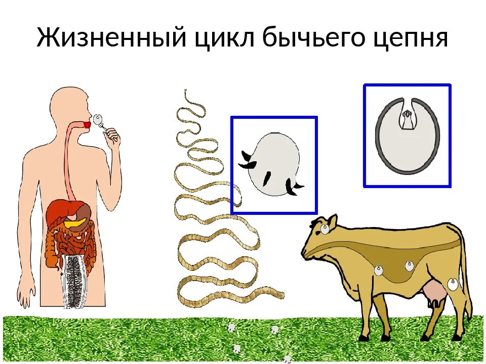 Стадии развития цепня. Цикл развития бычьего цепня схема. Цикл развития бычьего цепня рисунок. Цикл развития бычьего цепня подробно. Жизненный цикл бычьего цепня схема.