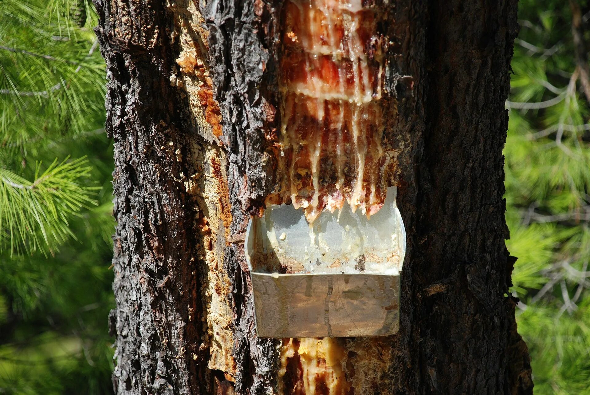 Сосновый сок можно. Смола сосны. Сосновая смола Живица. Живица Pinus succinifera. Смола на стволе сосны.