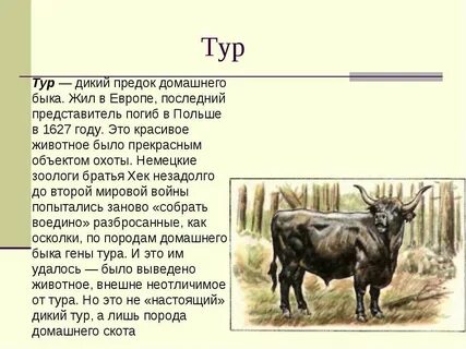 Что такое тур лесной бык