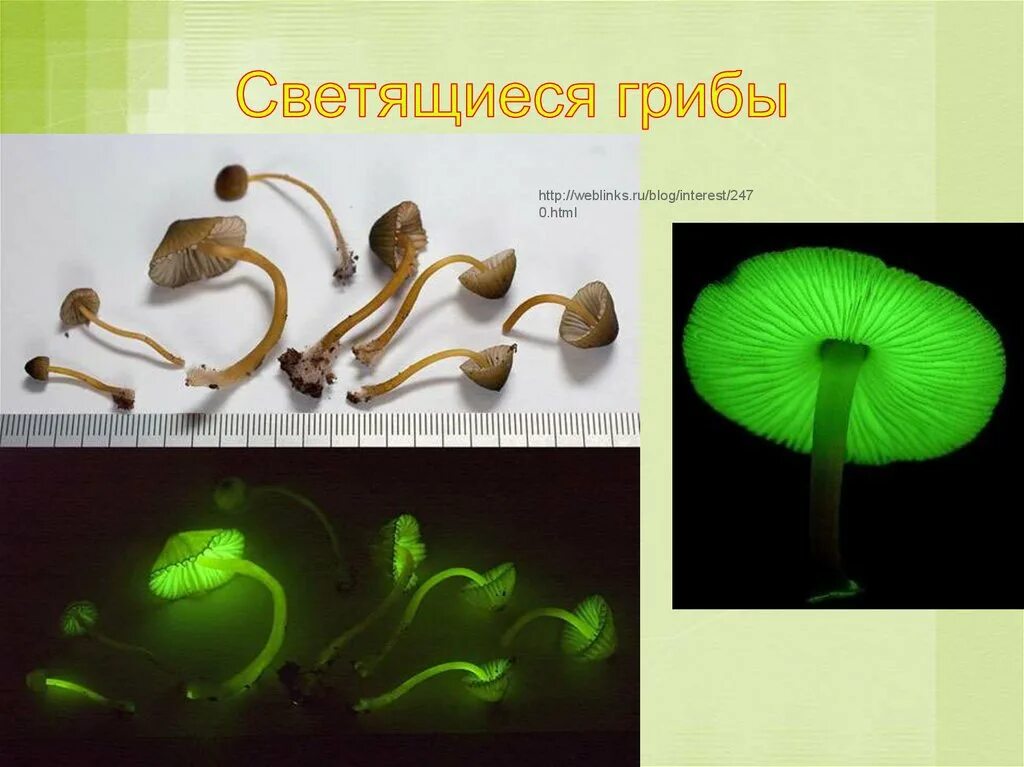 Гриб неживая природа. Люминесцентные грибы. фосфоресцирующие грибы. люминесцентный гриб сообщение. люминесцентный гриб презентация.