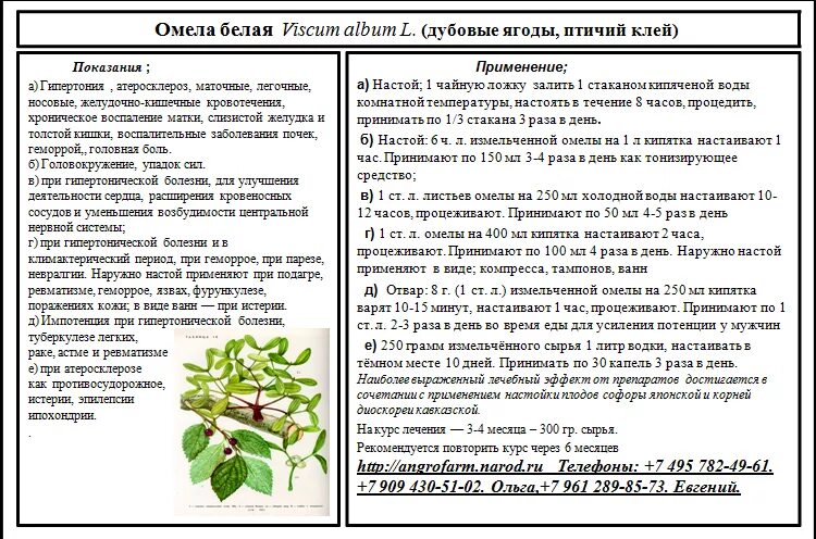 Трава омела белая для похудения. Омела белая и софора японская. Омела белая применение отзывы. Растение омела ивная. Лечебная трава омела бе.