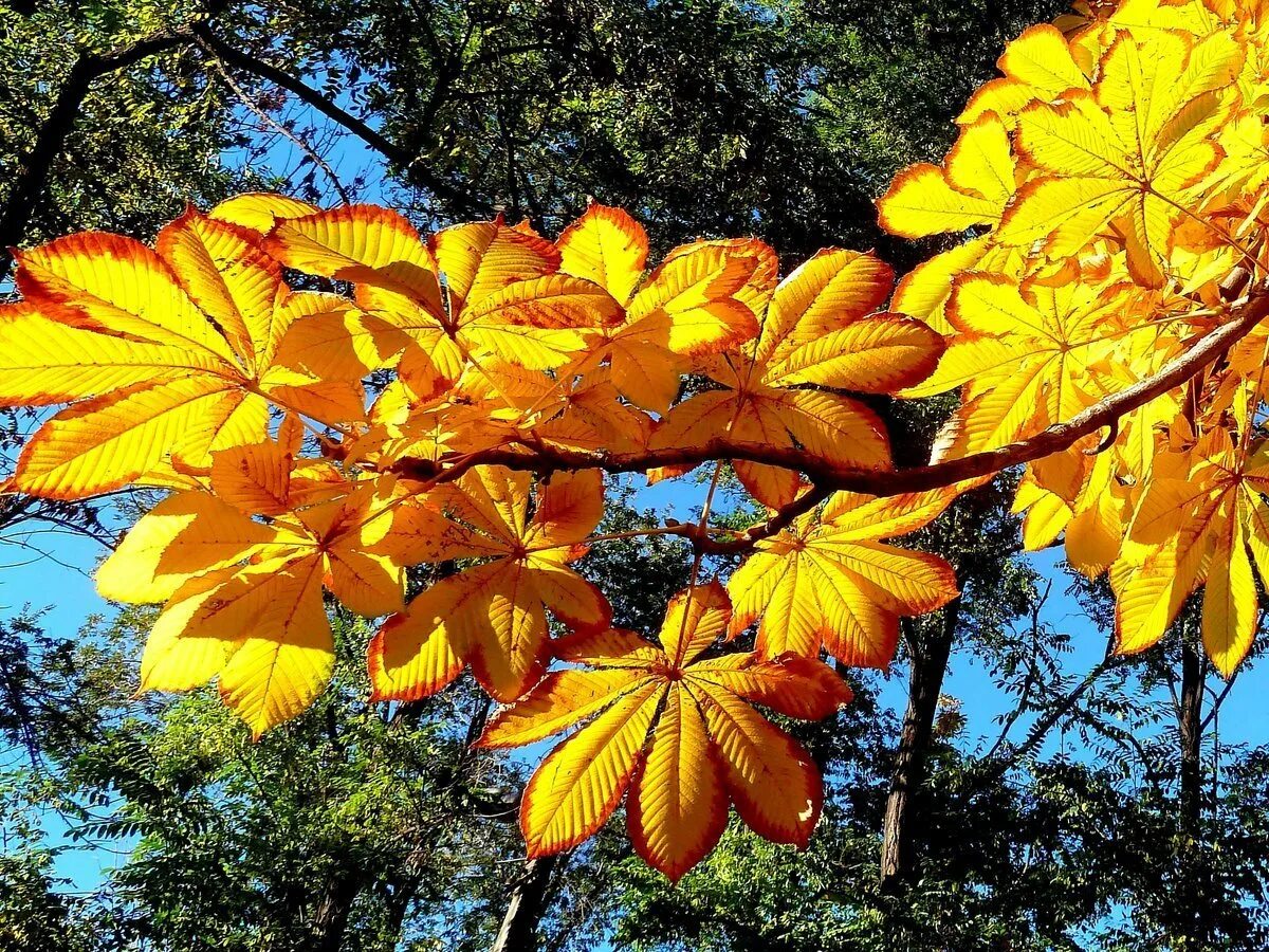 Каких цветов осенние листья. Каштан autumn splendor. листья каштана осенью. листья клена и каштана. каштан дерево осенью.