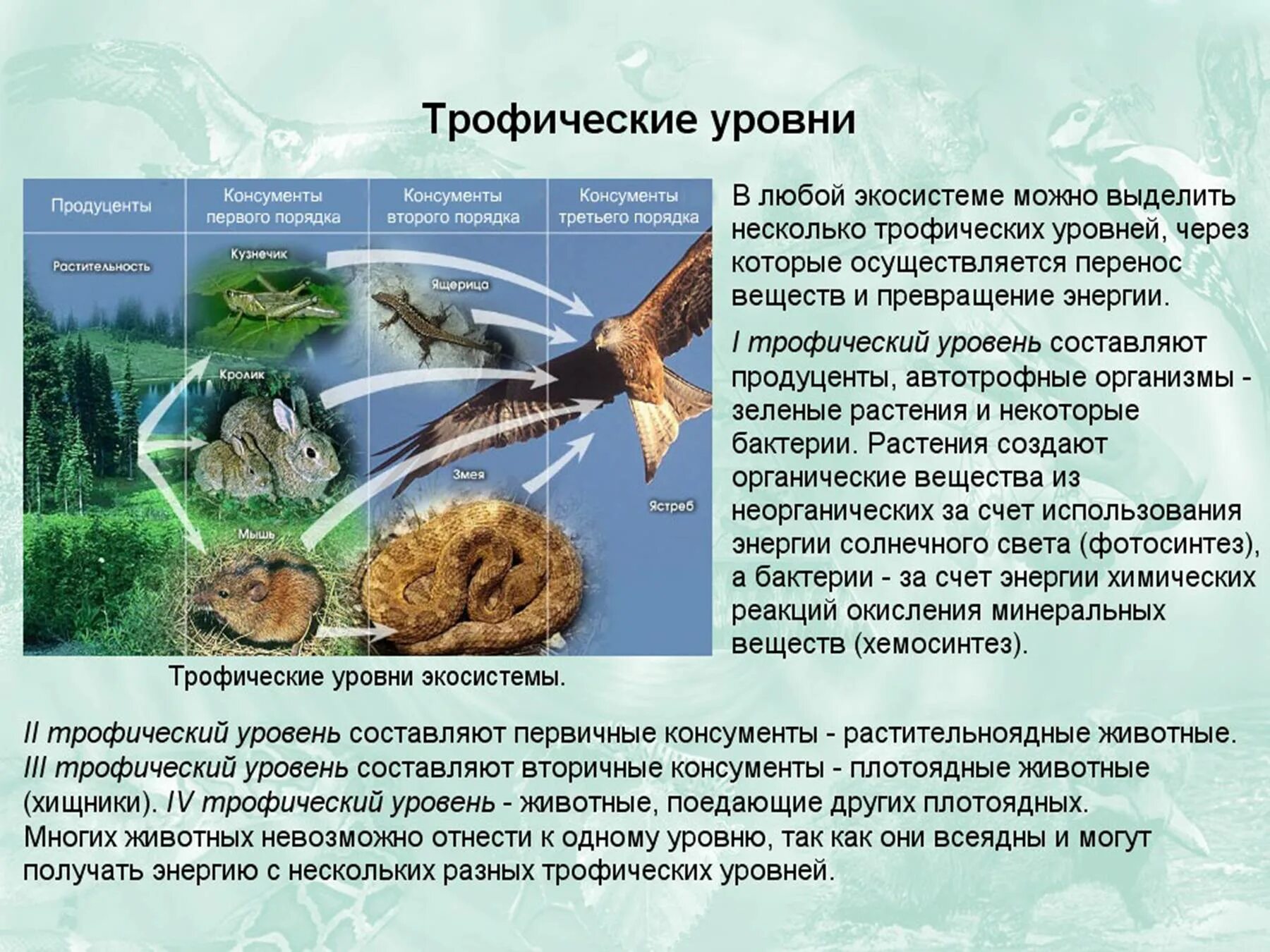 Трофические уровни экосистемы. Круговорот веществ в экосистеме. Круговорот энергии в экосистеме. Круговорот веществ и превращение энергии в экосистеме. Пищевые связи в экосистеме презентация