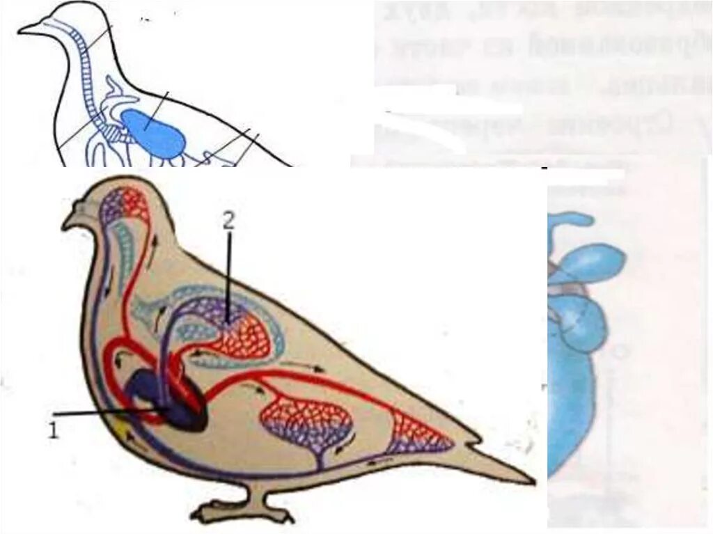 Органы кровообращения у птиц. Круги кровообращения птиц. Кровеносная система птиц. Большой круг кровообращения у птиц. Кровеносная система птиц схема.