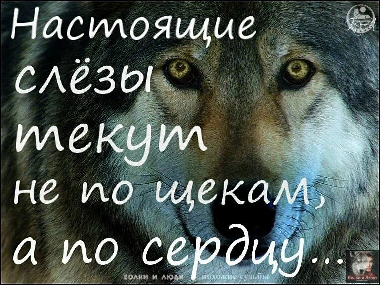 Волк с надписью. Слезы волка. Одинокий волк надпись. Цитаты про Волков и людей.