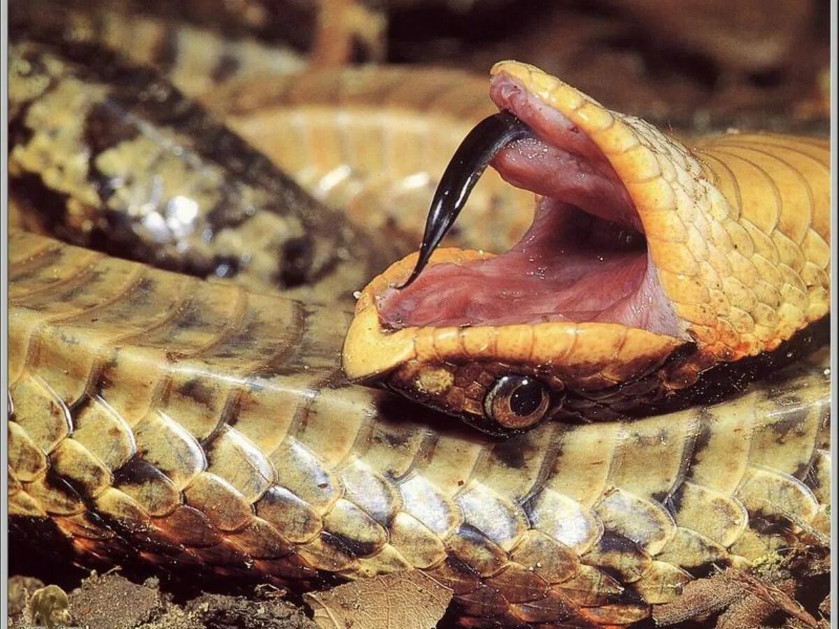 Почему умирают змеи. Змеи поедающие друг друга. Укус королевского питона. Почему умирают змеи. Почему умирают змеи.