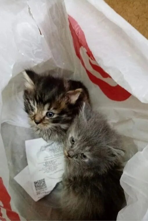 К чему снятся котики. К чему снятся подброшенные котята. Брошенный котенок. К чему снится рыжий кот. К чему снятся дохлые котята.