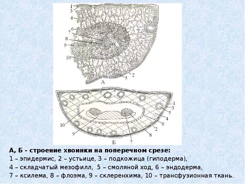 Радиальный лист. Анатомическое строение хвоинки сосны. поперечный разрез хвоинки сосны. поперечный срез хвоинки сосны. анатомическое строение листа хвои сосны.