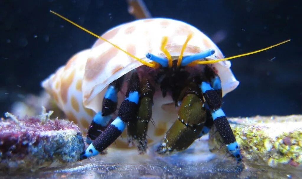 Calcinus gaimardii. Рак-отшельник оранжеволапый, м /calcinus tibicen. Краб отшельник в аквариуме. Diogenes pugilator. Рак отшельник в аквариуме.