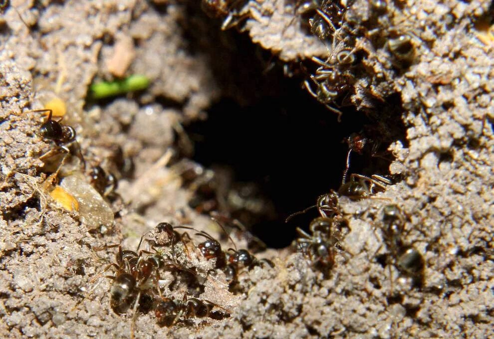 Муравейник черного садового муравья. Муравьи на участке. Гнезда земляных муравьев. Муравьи на дачном участке. Как избавиться от муравьев на даче