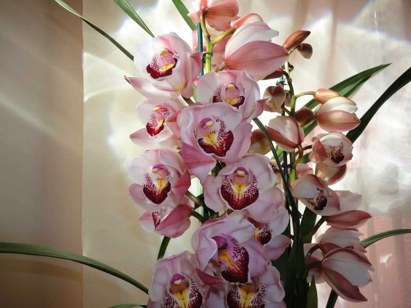Орхидея Цимбидиум. Королевская Орхидея Цимбидиум. Цимбидиум Дельмонт. Орхидея Цимбидиум Сакура.