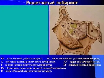 Клетки решетчатого лабиринта