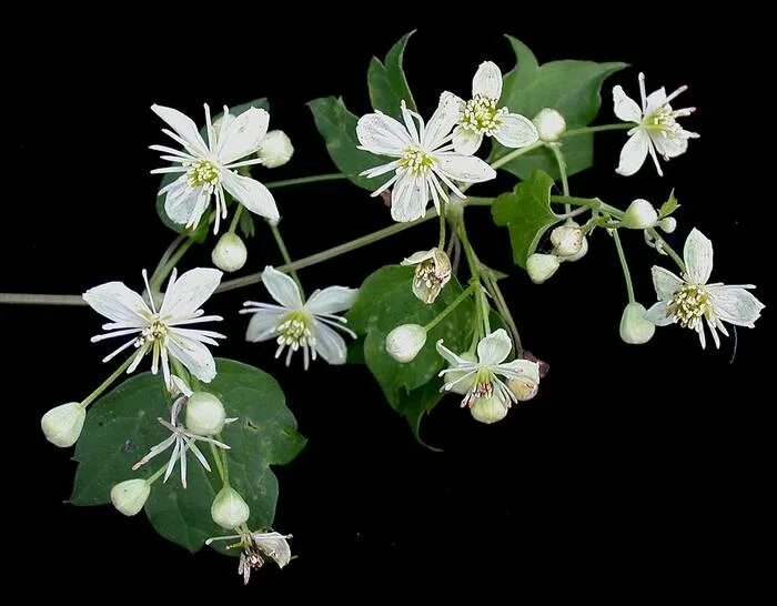 Virgin's-bower White clematis, Clematis, Climber plants
