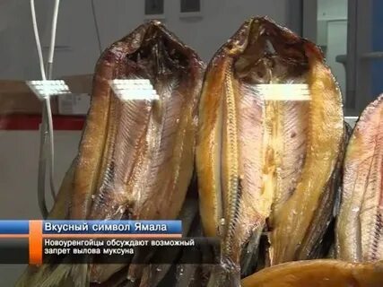 Рыба уренгоя