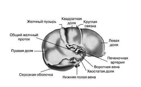 Доли печени кошки