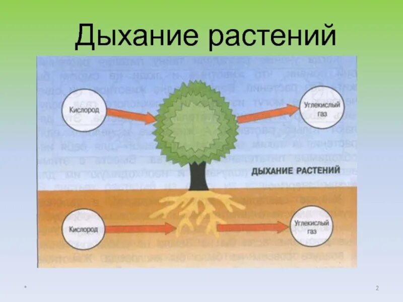 Видеоурок дыхание растений биология 6. Дыхание растений. Схема питания и дыхания растений. Дыхание растений 6 класс биология. Питание и дыхание растений 6 класс.