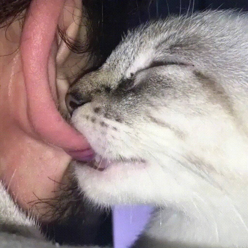 Довольная кошка. Открытый рот. Кошка покусывает. Звук облизывания. Кошка вылизывается.