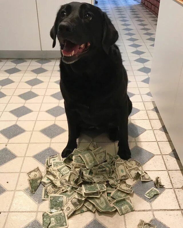 Хозяин 8 дома