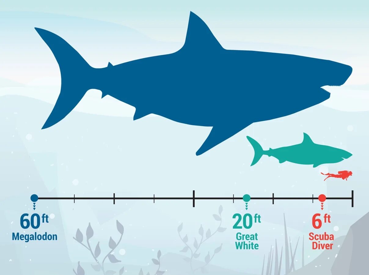 Какой длины акула. МЕГАЛОДОН акула длина. Рост и вес МЕГАЛОДОНА. Вес МЕГАЛОДОНА акула. МЕГАЛОДОН Размеры и вес.