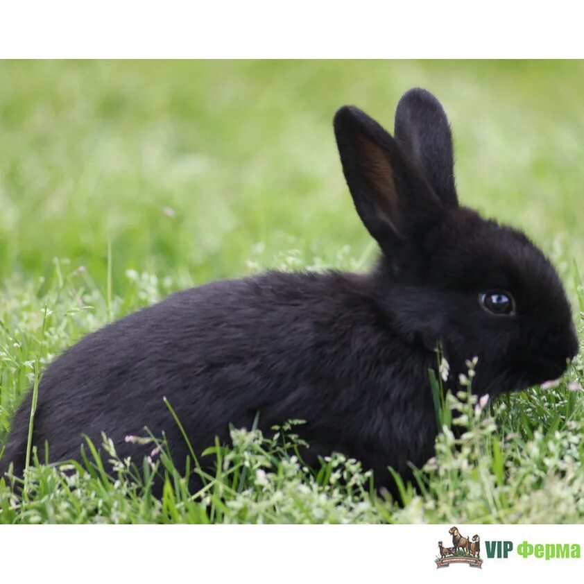 Черный кролик на английском. Кролик меланист. Черный кролик. Черный крольчонок. Заяц черного цвета.
