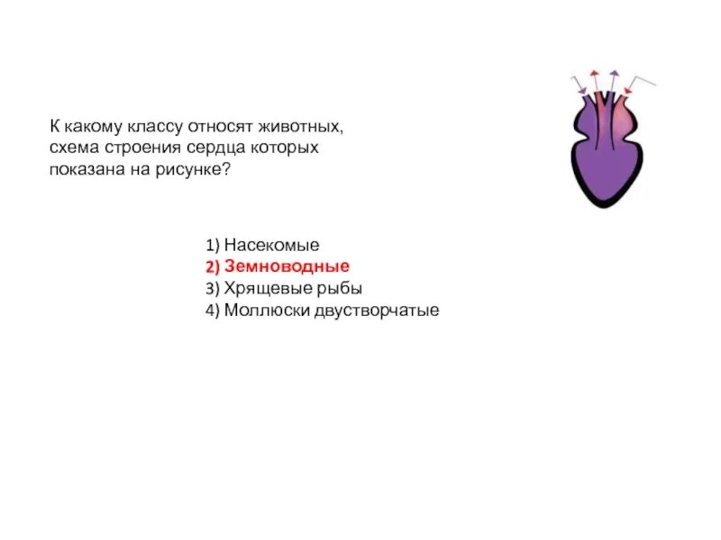 На рисунке изображены строение сердца. К какому классу относят животных строение сердца которое. к какому классу относят схема строения сердца которых. к какому классу относятся животные схема. животных схема строения сердца которых показано на рисунке.