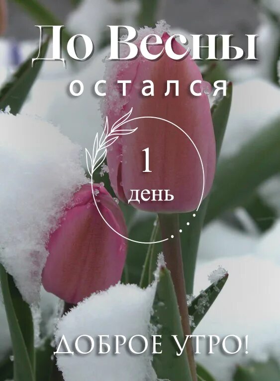 До весны осталось 9 дней. До весны осталось 9 дней. Букет тюльпанов на белом фоне. До весны осталось 9 дней. До весны осталось 9 дней.