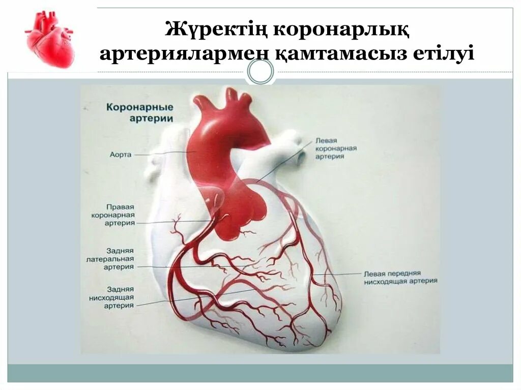 Коронарные осложнения. Коронарные артерии. Коронарные сосуды сердца. Коронарные артерии сердца. Кровоснабжение миокарда.