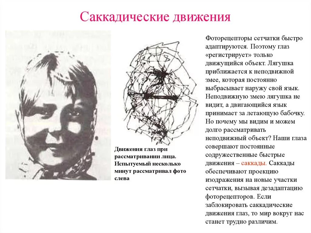 Движения глазных яблок саккады. Движение глаза при рассматривании. Движение глаз при рассматривании изображения. Движения глаз контролируются. Координация движения глаз