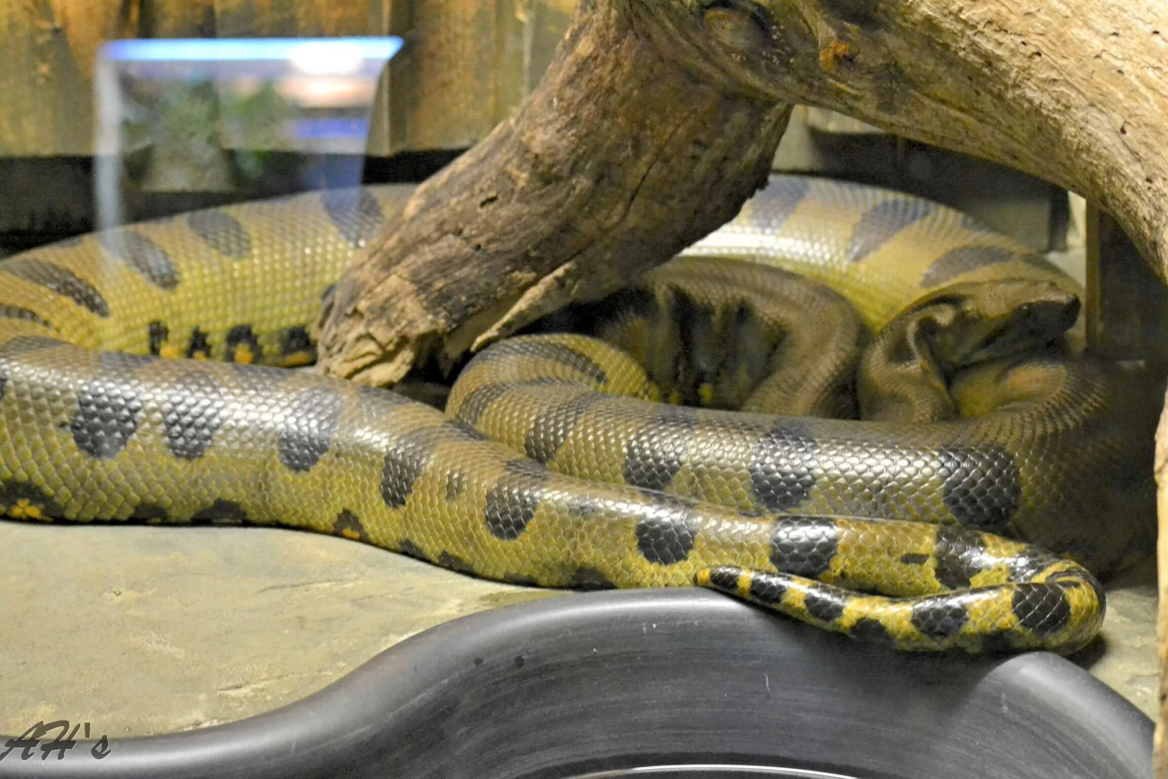Pin by Leonie on Schlangen Rainforest animals, Green anaconda, Anaconda snake