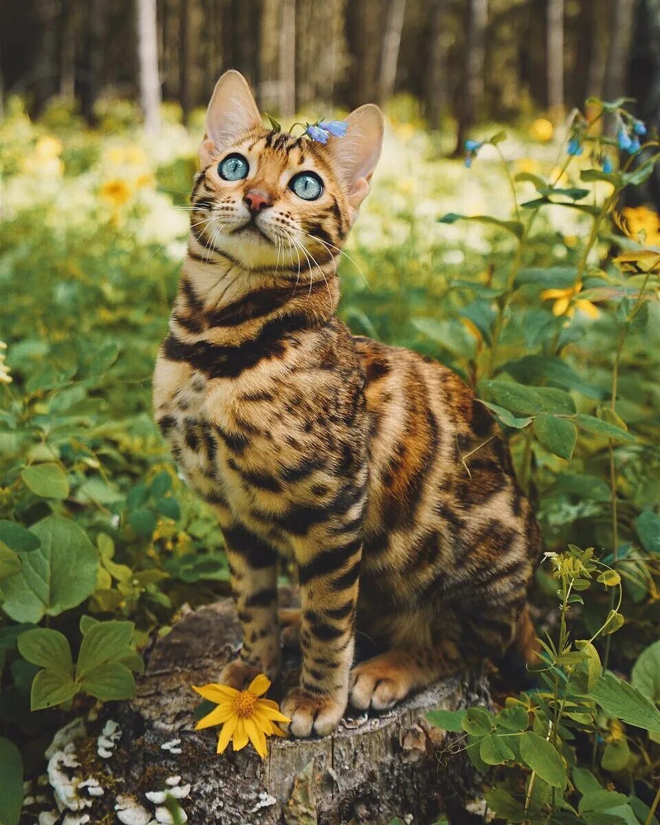Бенгальская кошка. Кошки бенгальской породы. Бенгальская леопардовая кошка. Бенгальский кот Линкс. Породы кошек дикого окраса