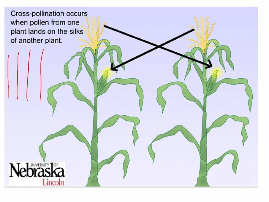 С какой целью проводят искусственное опыление. Опыление кукурузы. Искусственное опыление кукурузы. Кукуруза опыляется насекомыми. Схема искусственного опыления кукурузы.