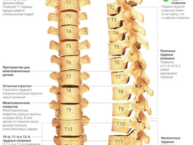 Номера дисков позвоночника. Номера дисков позвоночника. Номера дисков позвоночника. Номера дисков позвоночника. Строение позвоночника с нумерацией позвонков.