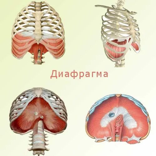 Сердце снизу. Диафрагма человека. Широкая диафрагма человека. Диафрагма человека 2 сердце.