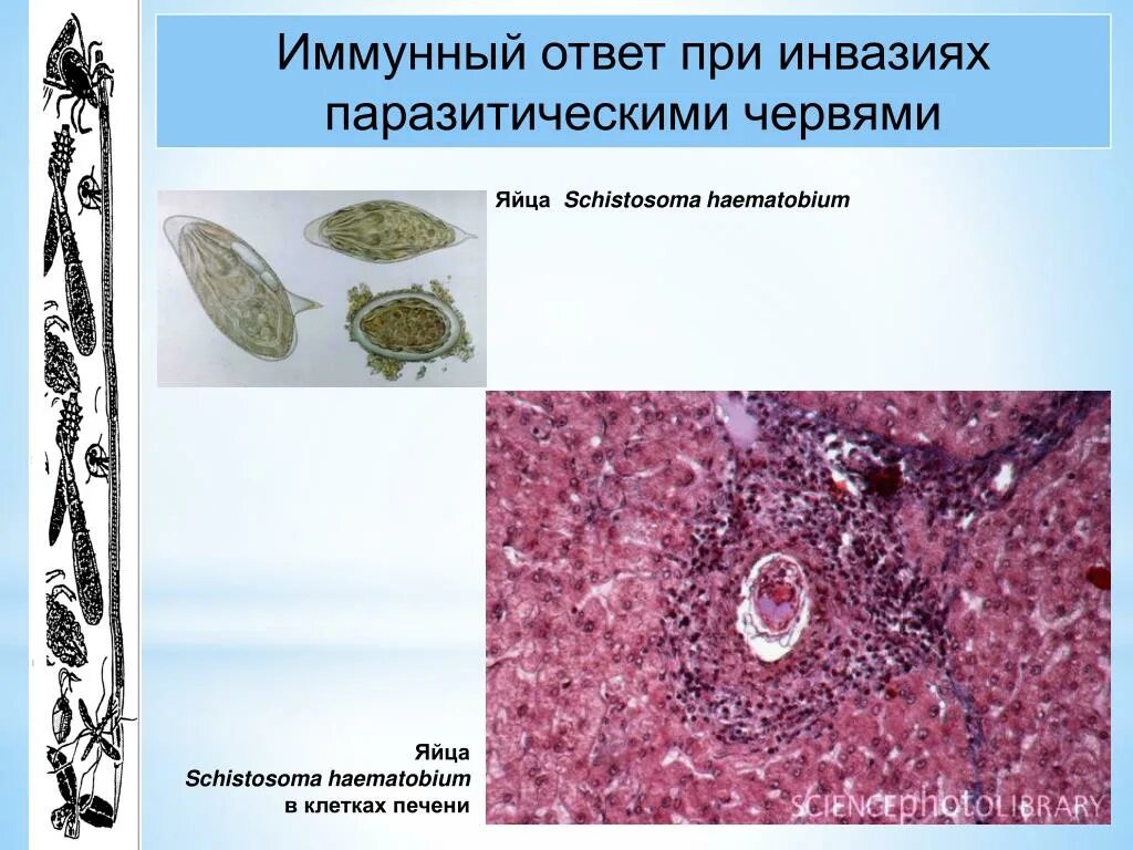 Schistosoma haematobium яйца. Паразитизм простейших. Паразитические простейшие презентация. Без признаков инвазии