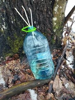 Можно ли закатать кленовый сок