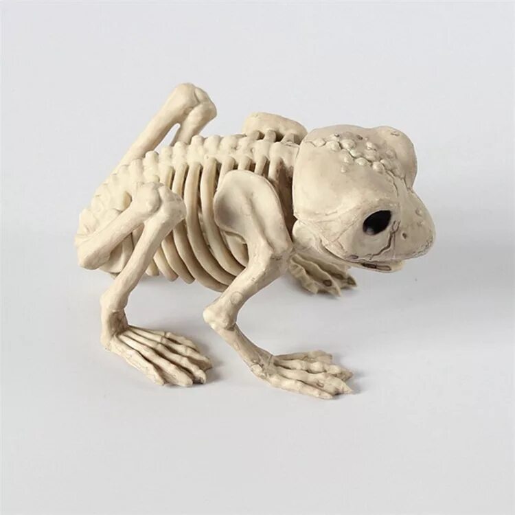 Скелеты животных для детей с названиями. Скелеты зверей. Скелеты зверей. Скелеты животных. Скелеты домашних животных.