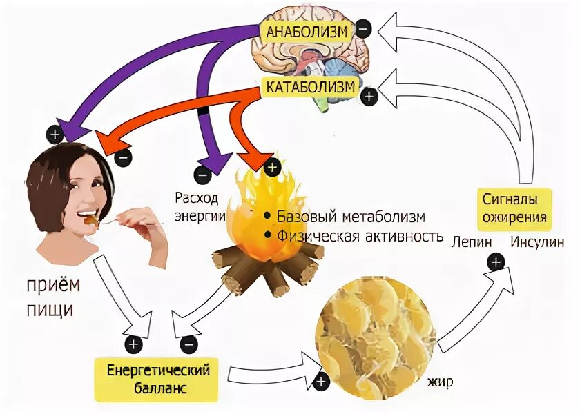 Патогенез ожирения. Этиология ожирения. Механизм развития ожирения. Механизмы возникновения ожирения.