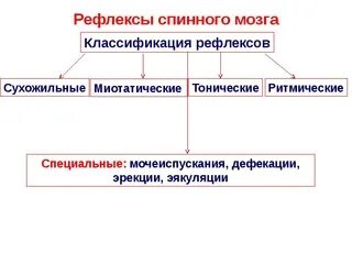 Классификация спинальных рефлексов
