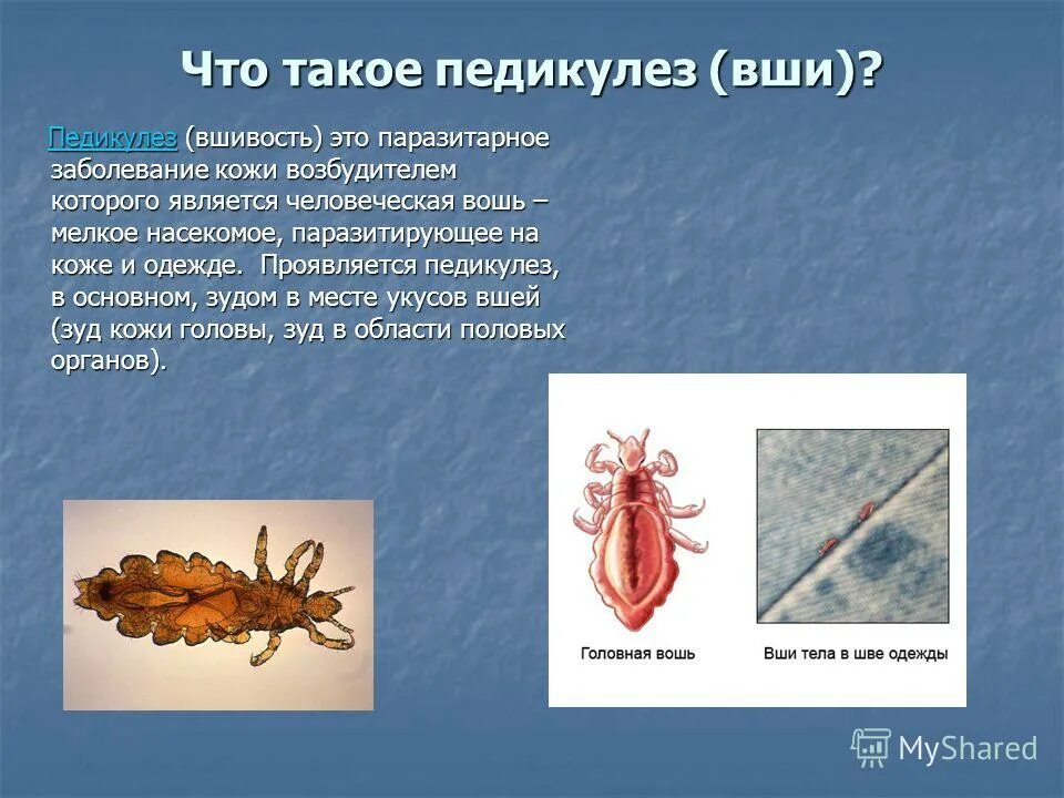 Вши какое заболевание. Головная и платяная вошь. Вши паразитические насекомые.