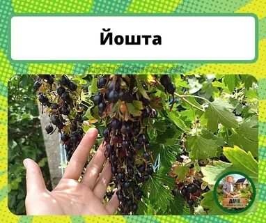Чем полезна йошта