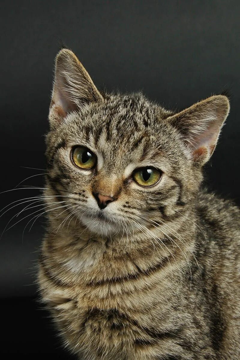 Cat most