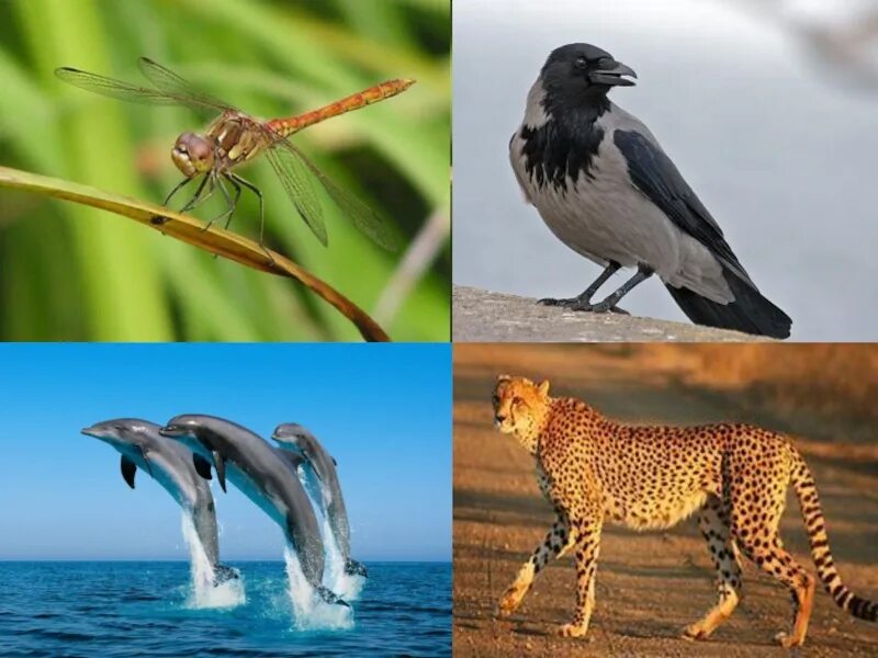 Наземно воздушные живые организмы примеры. Наземно-воздушная среда обитания. Обитатели наземно-воздушной среды обитания. Наземноводзудашная среда обитания. Живые организмы наземнотаоздушной среды.