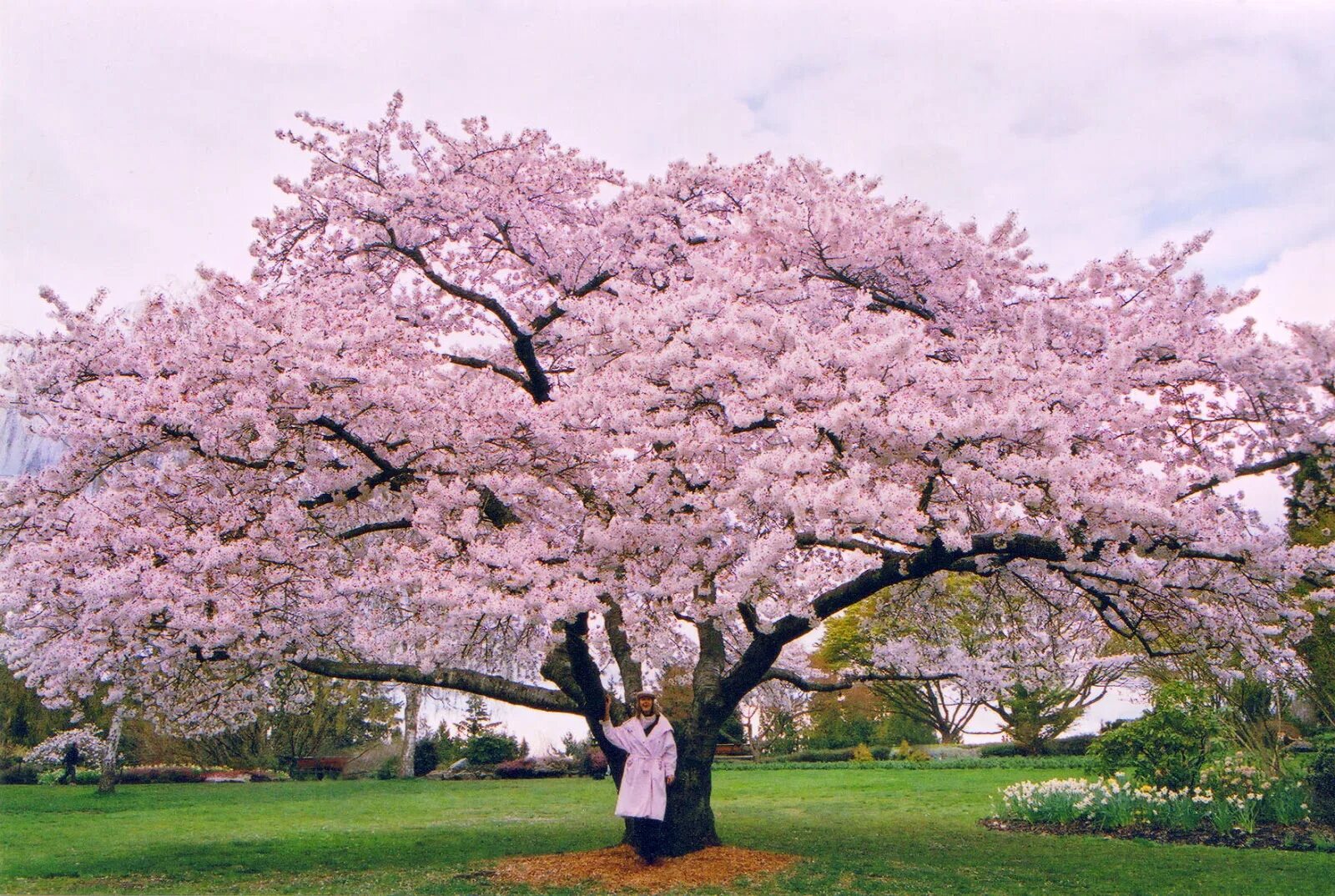 сакура. топи мидагахара япония. плакучая вишня. черри блоссом дерево. сакура дерево фото.