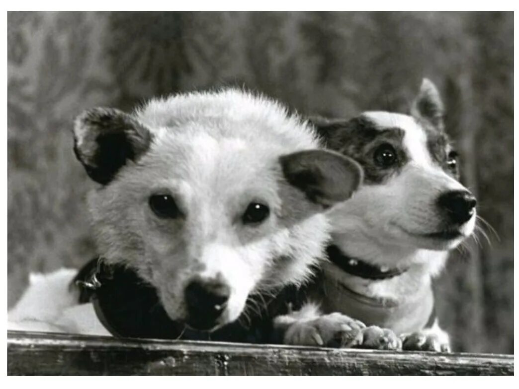 белка и стрелка собаки космонавты. год собаки белка. год собаки белка. год собаки белка. 1960 год космический корабль восток белка и стрелка.