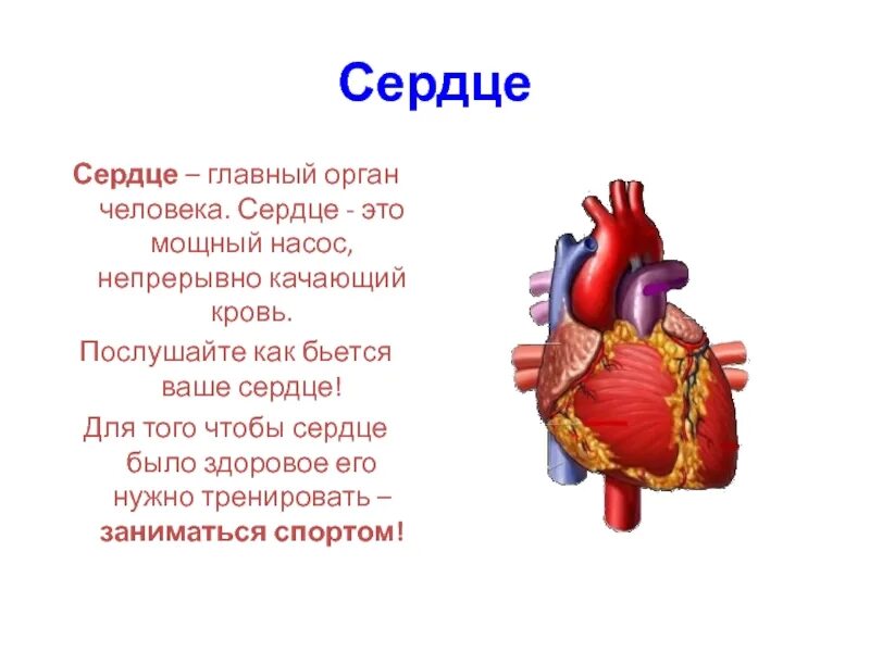 Сердечный именно. Рассказ про сердце человека. Сердце описание для детей.