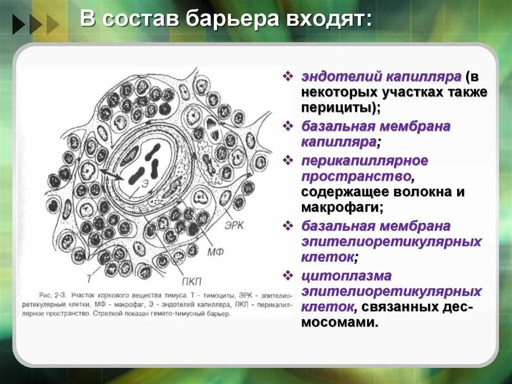 Барьеры гистология