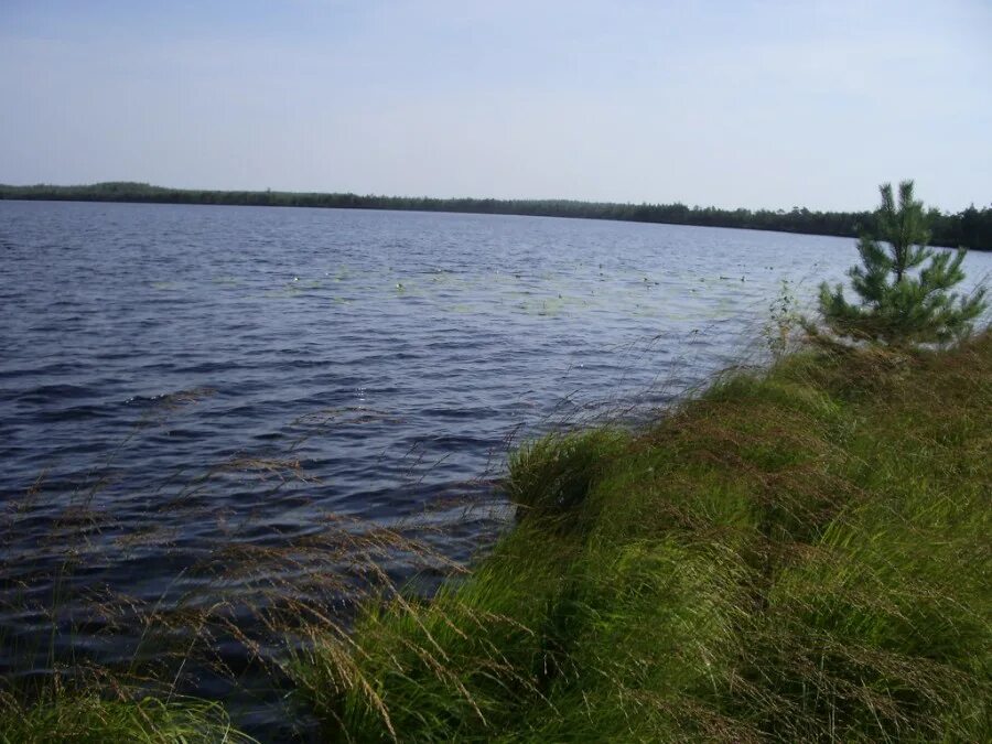 Ук озеро нижний. Озеро Варех Нижегородская область. Озеро Варех Володарский район. Озеро Варех Володарский район Нижегородская область. Озеро Варех и Вареховское болото.