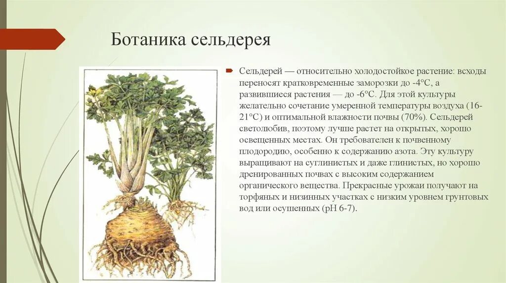 Сельдерей стебель свойства. Сельдерей листовой корневой. Корневая система сельдерея черешкового. Сельдерей корневой и черешковый. Сельдерей стебли и корень.